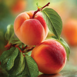 Peach Picking Large Tumbler Candle