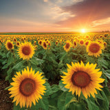 Sunflower Path Small Tumbler Candle